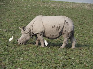 Assam, India • Neushoorn van Kaziranga Park ( India, Assam )