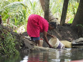 Kerala, Inde • au bord d'un des cours d'eau formant les backwaters. ( Inde, Kerala )