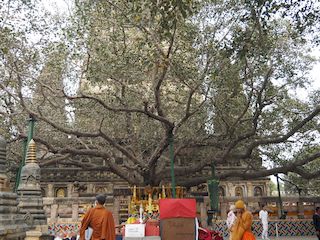 Bodhi tree, Bodhgaya • India • Bihar