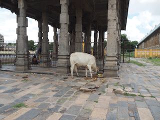 a cow at Nataraja temple, Chidambaram • India • Tamil Nadu