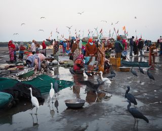 de vogels genieten ervan, Diu • India • Gujarat