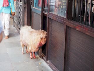 schapen wachten op zijn beurt, Guwahati • India • Assam
