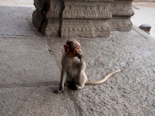 un singe dans le temple Virupaksha, Hampi  • Inde • Karnataka