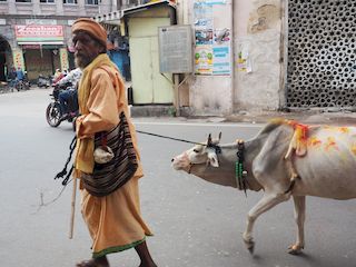 une vache à 5 pattes?, Hyderabad  • Inde • Telangana