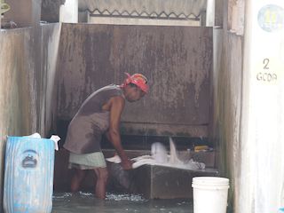 dhobi laveur de linge  au travail, Kochi  • Inde • Kerala