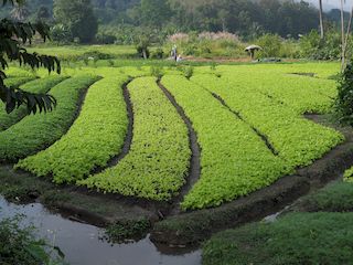 tuinbouw in de buurt van de stad, Luang Prabang • Laos