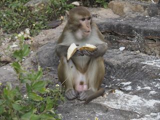 macaque sur le site troglodyte, Pho Win Taung  • Myanmar