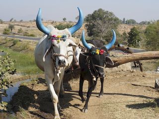 oxen harnessed to a Persian wheel, Bodhgaya • India • Bihar