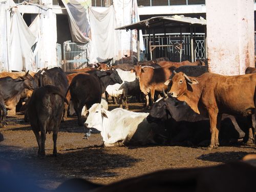 Amritsar • Pinjrapole Gaushala ( Inde, Pendjab )