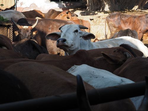 Amritsar • Pinjrapole Gaushala ( Inde, Pendjab )