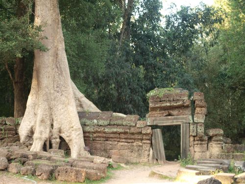Angkor • Temple Ta Prohm ( Cambodge,  )