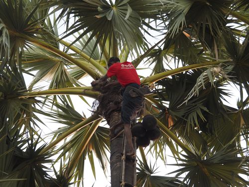 Bagan • Distillation d'alcool de palme ( Myanmar,  )