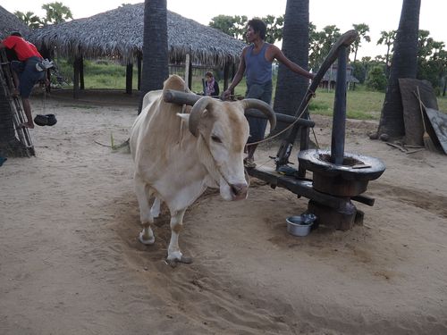 Bagan • Distillation d'alcool de palme ( Myanmar,  )