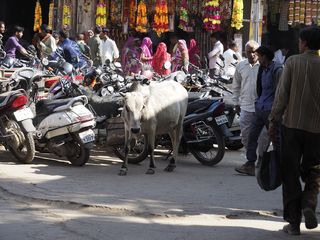 Bhim • Vie quotidienne ( Inde, Rajasthan )