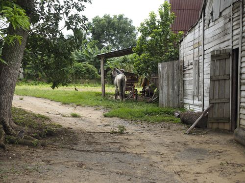 Vinales • Plantation de tabac ( Cuba,  )