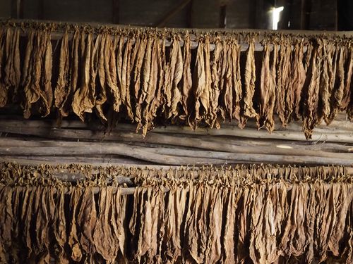 Vinales • Plantation de tabac ( Cuba,  )