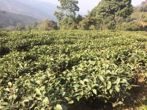Darjeeling • Tea fields ( India, West Bengal )