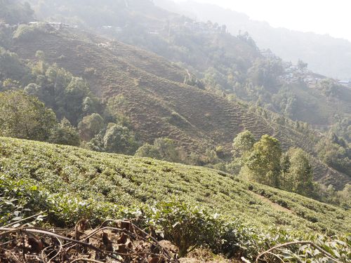 Darjeeling • Tea fields ( India, West Bengal )
