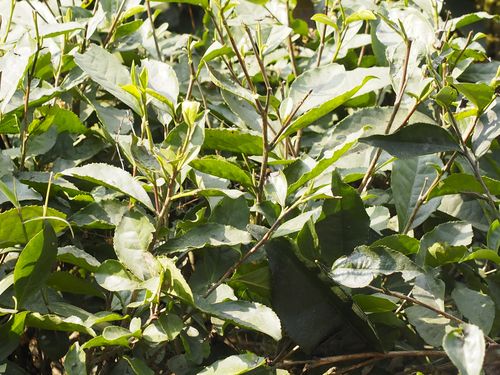 Darjeeling • Tea fields ( India, West Bengal )