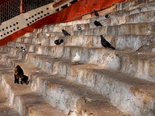 Guwahati • Temple Maa Kamakhya ( Inde, Assam )