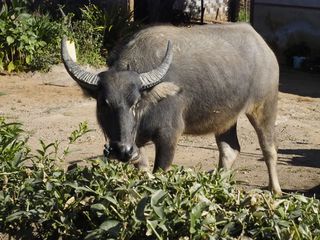the countryside near Kalaw • Rural life and traditional farming ( Myanmar,  )