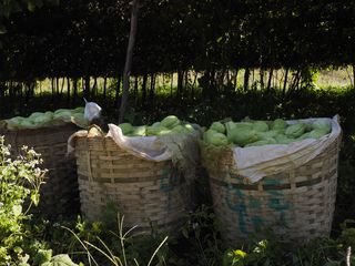 the countryside near Kalaw • Rural life and traditional farming ( Myanmar,  )