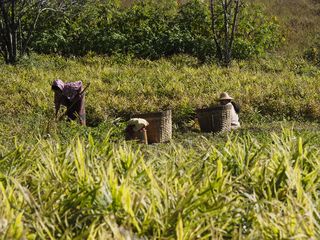 the countryside near Kalaw • Agricultural work in Myanmar ( Myanmar,  )