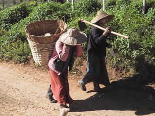 the countryside near Kalaw • Agricultural work in Myanmar ( Myanmar,  )
