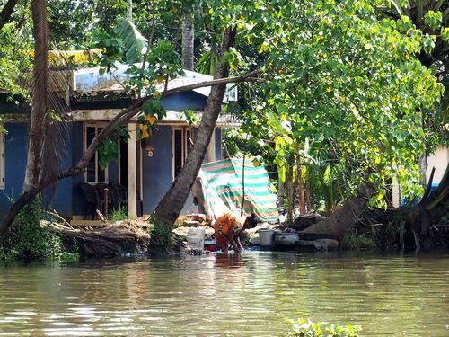 Kottayam  • Marigots du Kerala ( Inde, Kerala )