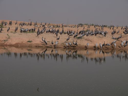 Khichan • Migratory birds in Rajasthan ( India, Rajasthan )