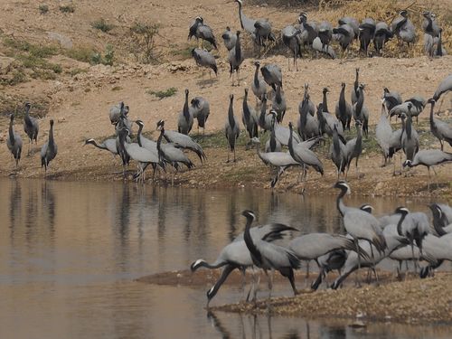Khichan • Migratory birds in Rajasthan ( India, Rajasthan )