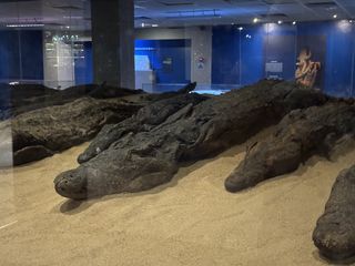 Kom Ombo • Musée du Crocodile: crocodiles momifiés ( Egypte,  )