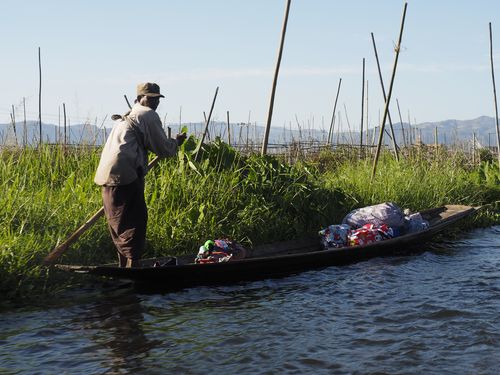Inle Lake • Floating gardens ( Myanmar,  )