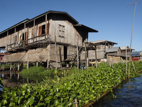 Inle Lake • Floating gardens ( Myanmar,  )