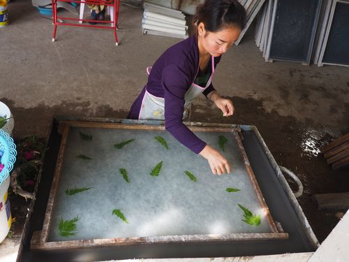 Luang Prabang • Atelier de Fabrication de Papier ( Laos,  )
