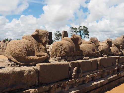 Mahabalipuram • Temple du Rivage: alignement de Nandis ( Inde, Tamil Nadu )