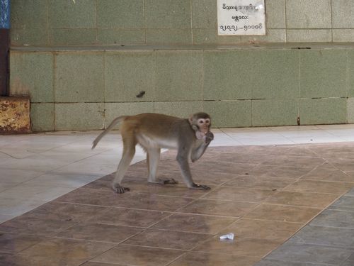 Popa Berg • Popa Taungkalat-klooster ( Myanmar,  )
