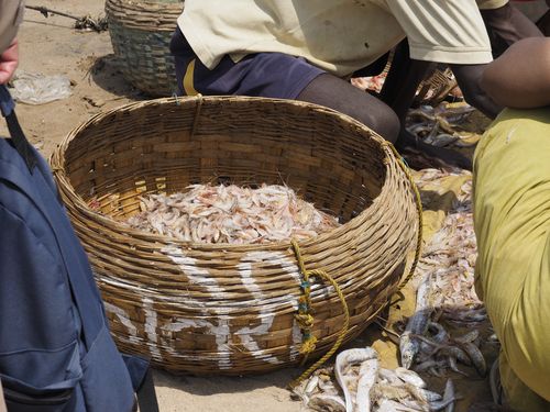Mumbai • Shrimp Sorting on the beach ( India, Maharashtra )