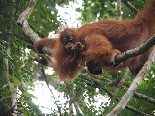 Bukit Lawang • Réserve d'Orang Outangs de Bukit Lawang ( Indonésie, Sumatra )