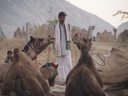 Pushkar • Camel fair ( India, Rajasthan )