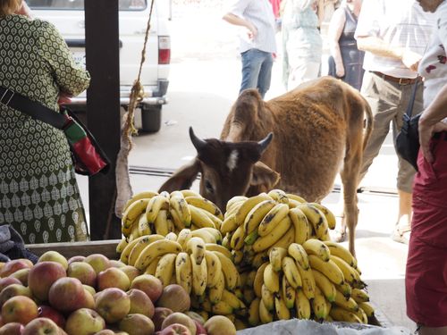 Ramdevra • Temple market ( India, Rajasthan )