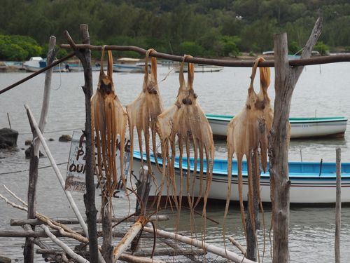 Port Mathurin • Pêche et séchage d'ourites ( Ile Maurice, Rodrigues )