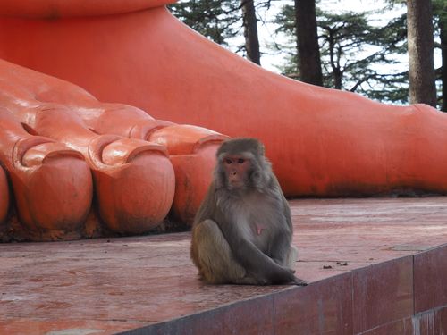 Shimla • Shri Hanuman Mandir Jakhoo ( India, Himachal Pradesh )