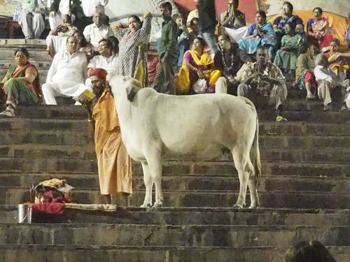 Varanasi • Ghats: vache sacrée et sadhu sur les ghats ( Inde, Uttar Pradesh )