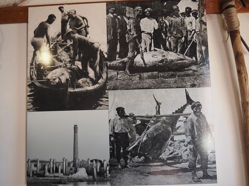 Vendicari • Pêche au thon: Photo exposée au musée de Vendicari ( Italie, Sicile )