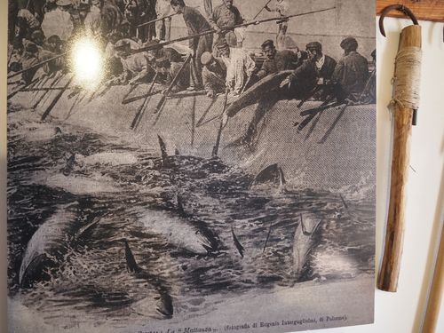 Vendicari • Pêche au thon: Photo exposée au musée de Vendicari ( Italie, Sicile )