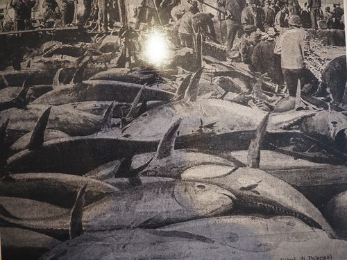 Vendicari • Pêche au thon: Photo exposée au musée de Vendicari ( Italie, Sicile )