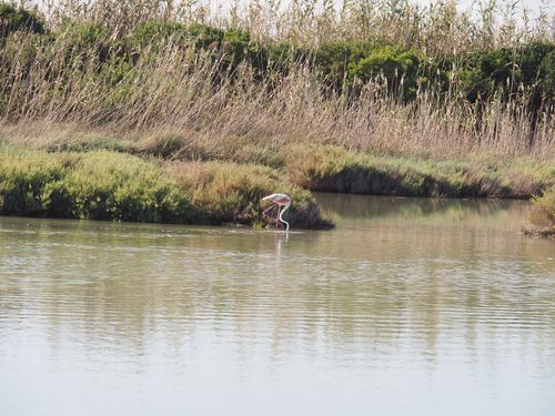 Vendicari • Nature Reserve ( Italy, Sicily )