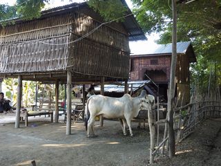 Bagan • a village on the Irrawaddy ( Myanmar,  )