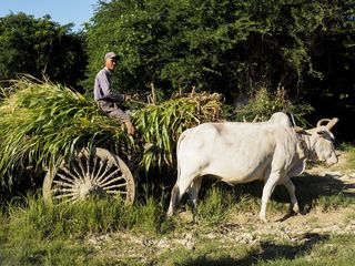 Bagan • a village on the Irrawaddy ( Myanmar,  )